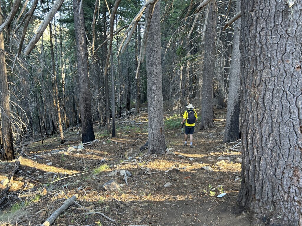 Deep forest on Webb Peak Ash Creek loop
