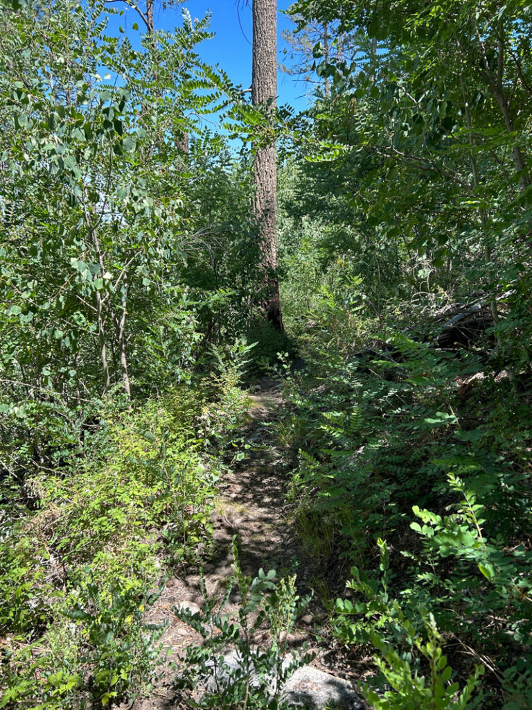 Aspen Trees on Heliograph Trail Mount Graham