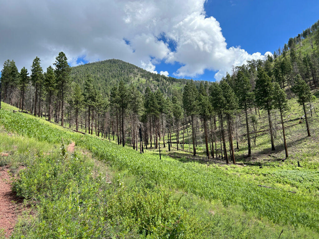 Kendrick Peak near Flagstaff Arizona