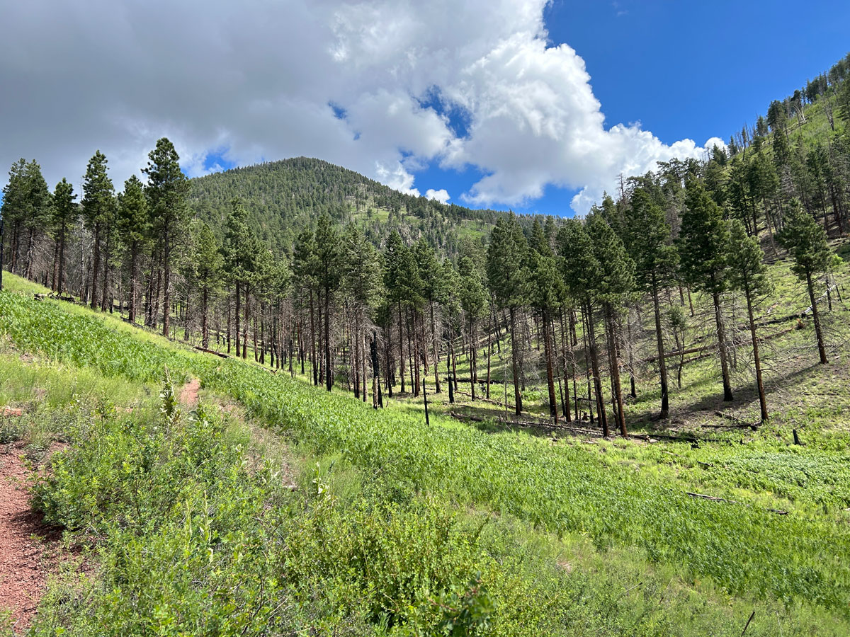 Kendrick Peak near Flagstaff Arizona