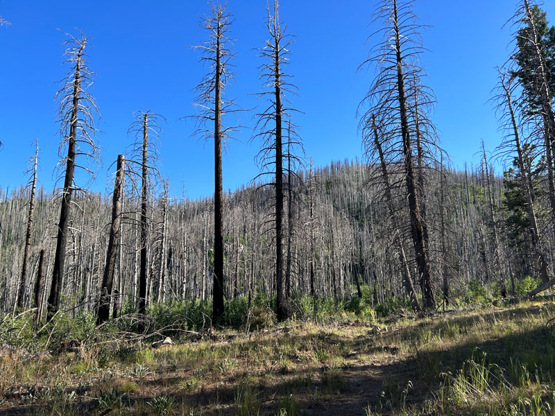 Dead trees on Webb Peak Ash Creek loop