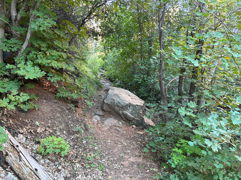 Greenery on Sterling Pass Trail