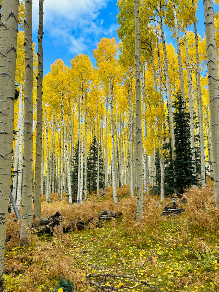 Aspen trees on the Aspen Nature Loop in Flagstaff, Arizona
