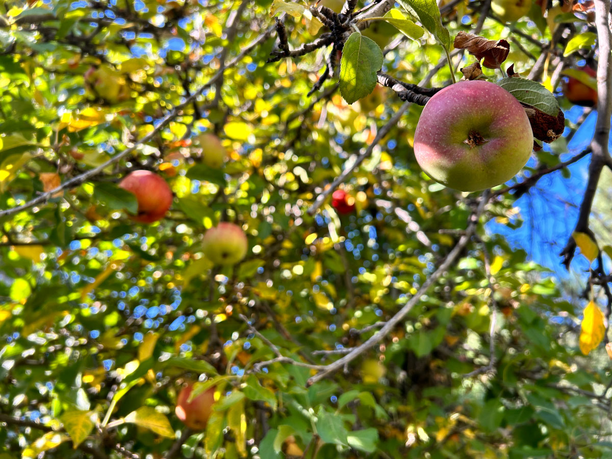 Apple harvest at Reavis Ranch in Arizona