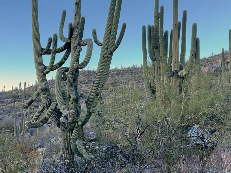 Massive saguaro cactuses along Linda Vista Trail