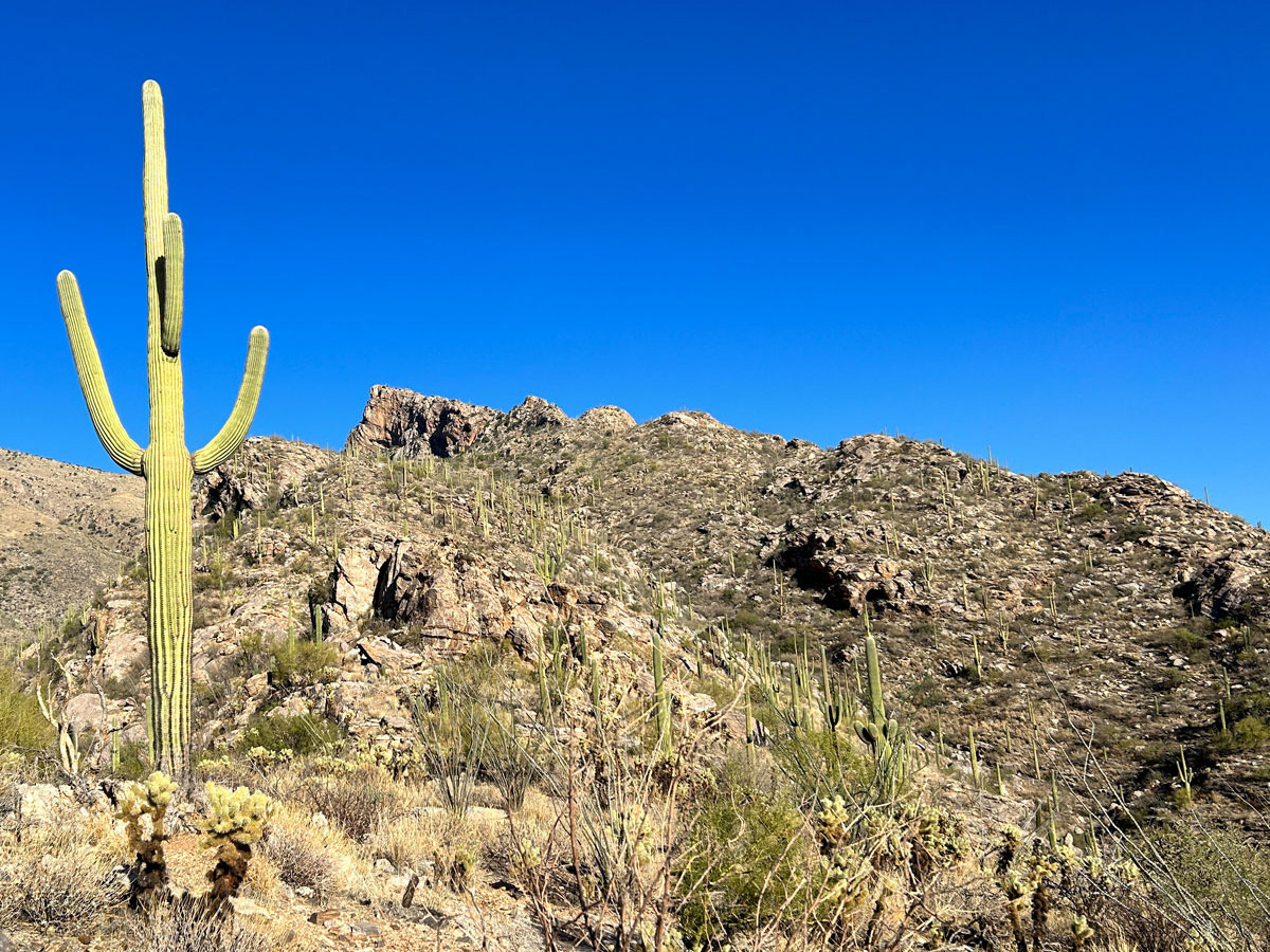 Pontatoc Ridge in the Pusch Ridge Wilderness, Tucson, Arizona