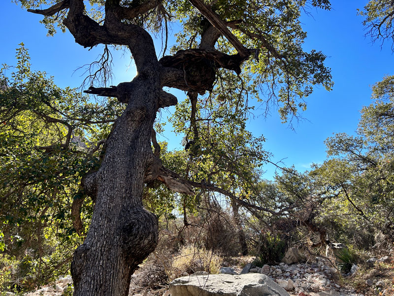 Trees along Ventana Canyon Trail