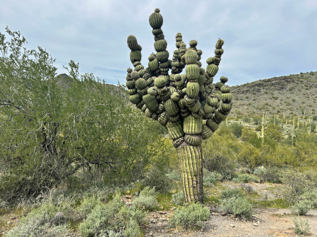 Michelin Man saguaro cactus in Cave Creek, Arizona