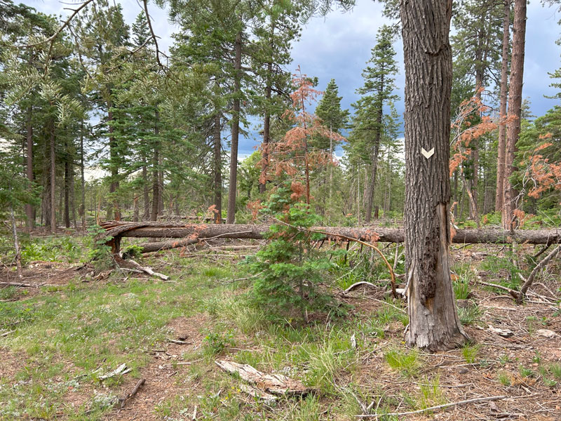 Faint General Crook Trail near See Canyon Trail