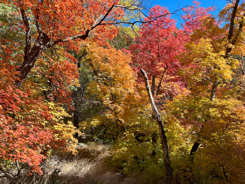 Bassett Peak (with Ash Creek)