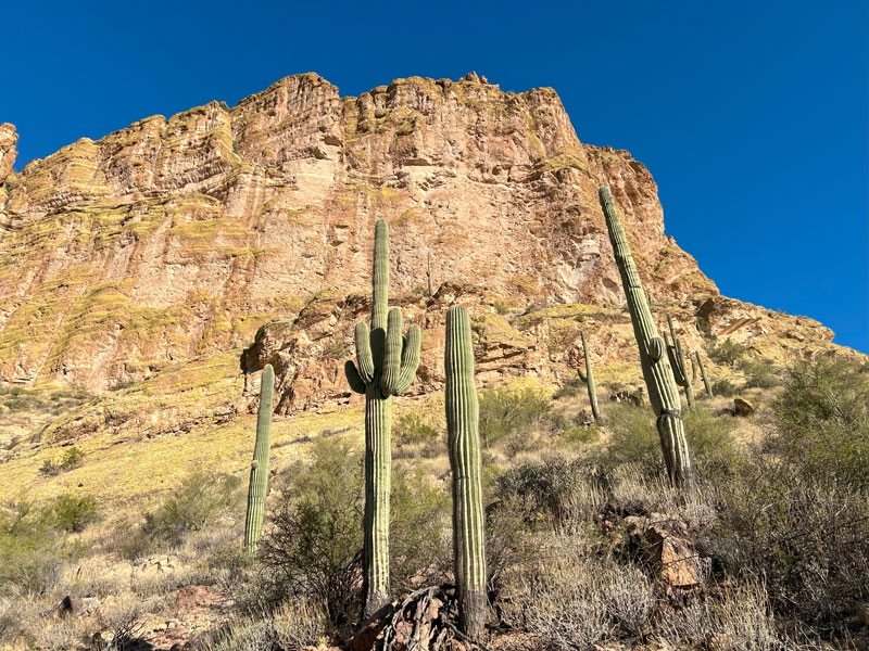 Saguaros in the Superstition Mountains