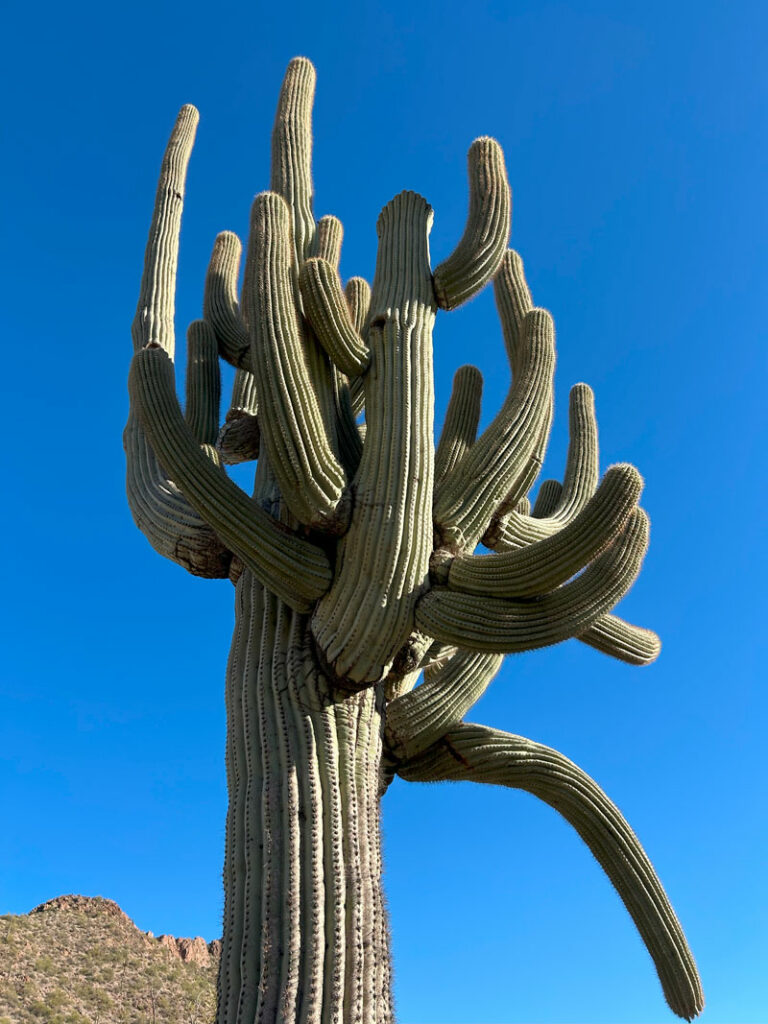 Saguaro cactus in the Goldfield Mountains