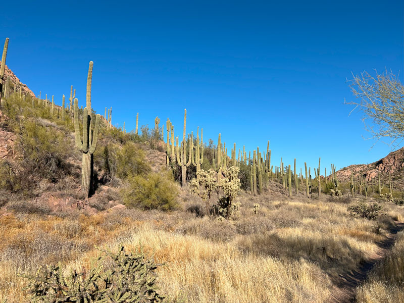 Saguaro cactuses in the Goldfield Mountains