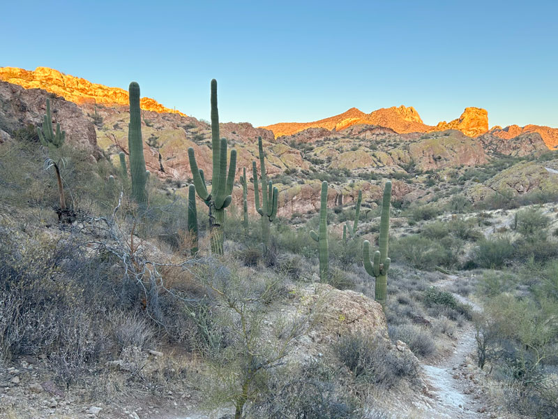 Saguaro cactuses in the Goldfield Mountains