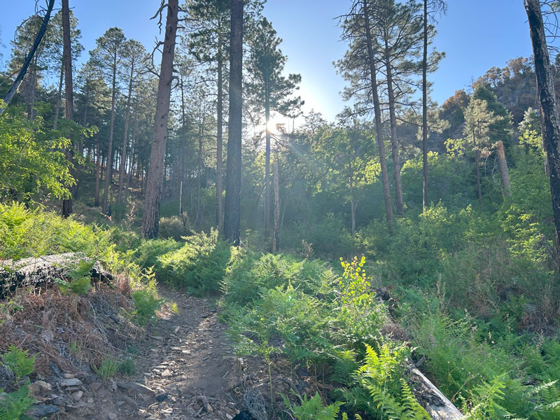 Butterfly Trail in the Santa Catalina Mountains in Arizona