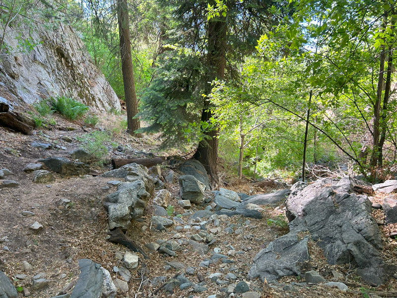 Pretty forest near Novio Spring in the Santa Catalina Mountains in Arizona