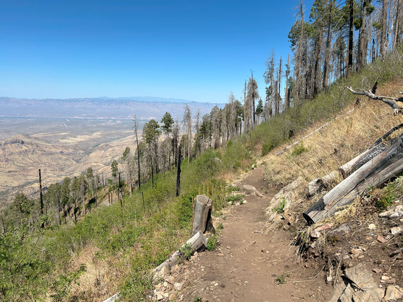 Butterfly Trail near Mount Bigelow in Arizona