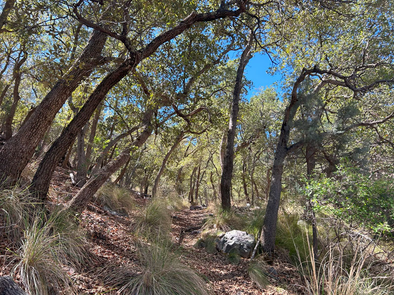 Tree-lined area of Florida Canyon Trail