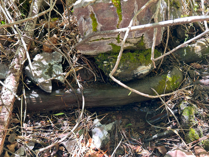 Florida Spring in the Santa Rita Mountains