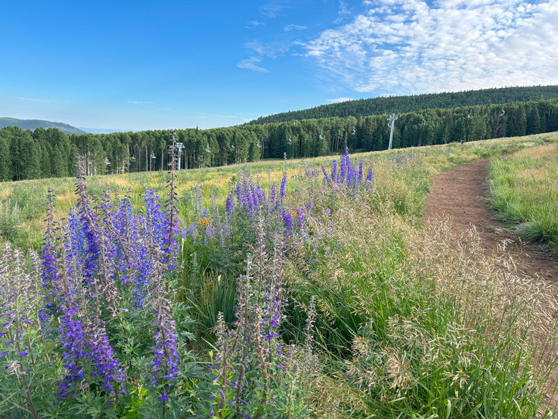 Meadow on the way to Humphreys Peak
