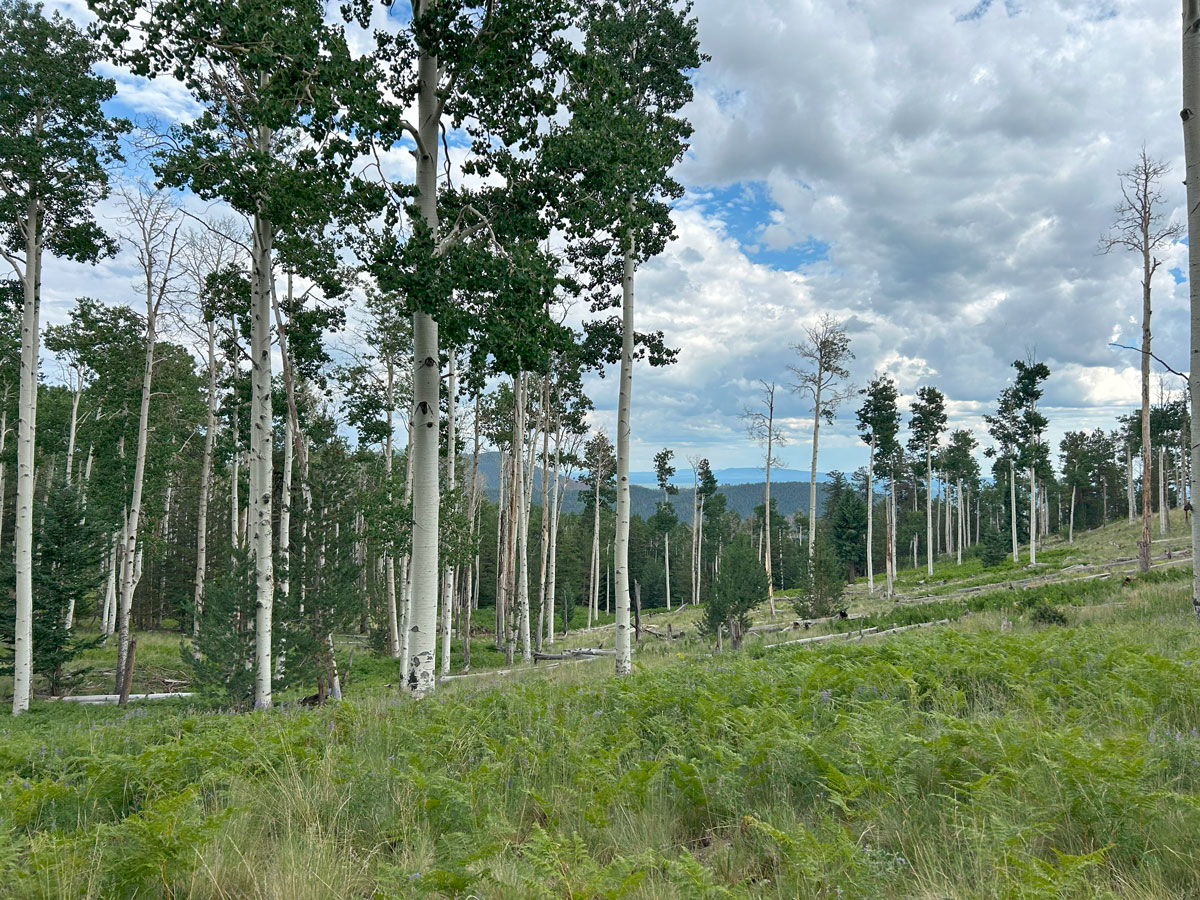 Kachina Trail