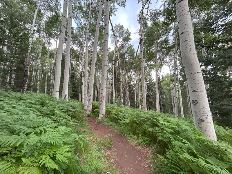 Aspen grove on Kachina Trail