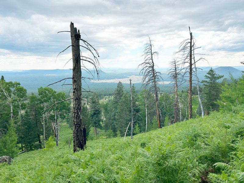 View of Fort Valley from Kachina Trail