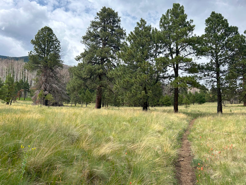 Weatherford Trail