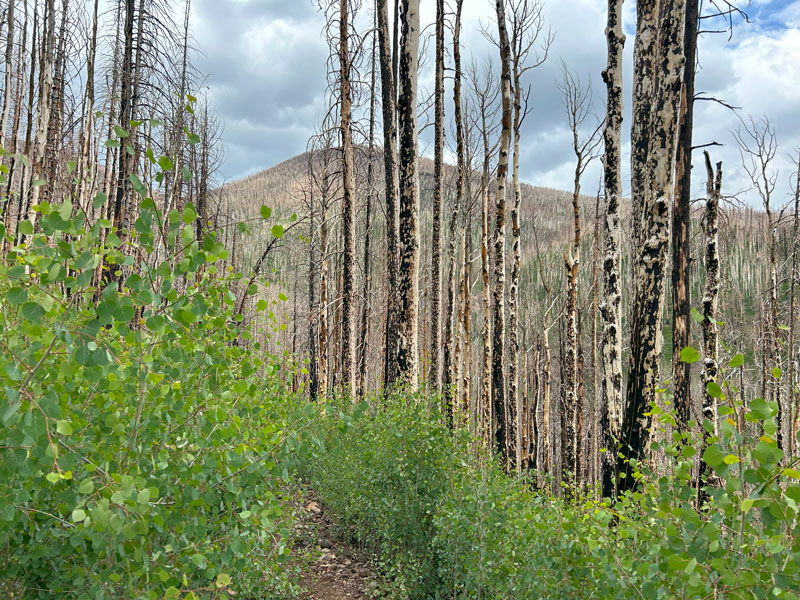 Weatherford Trail