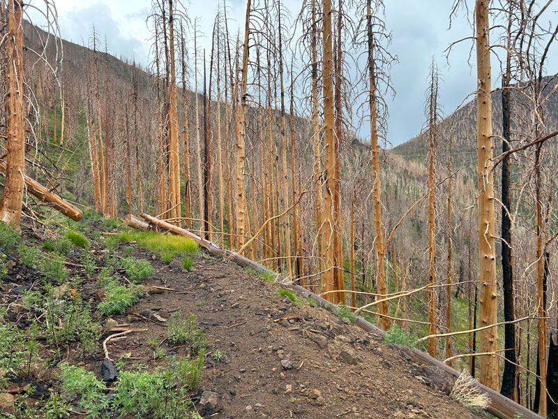 Weatherford Trail on the way to Fremont Saddle