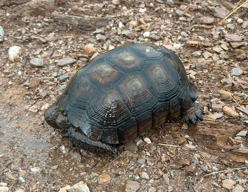 Desert tortoise on Picketpost Mountain