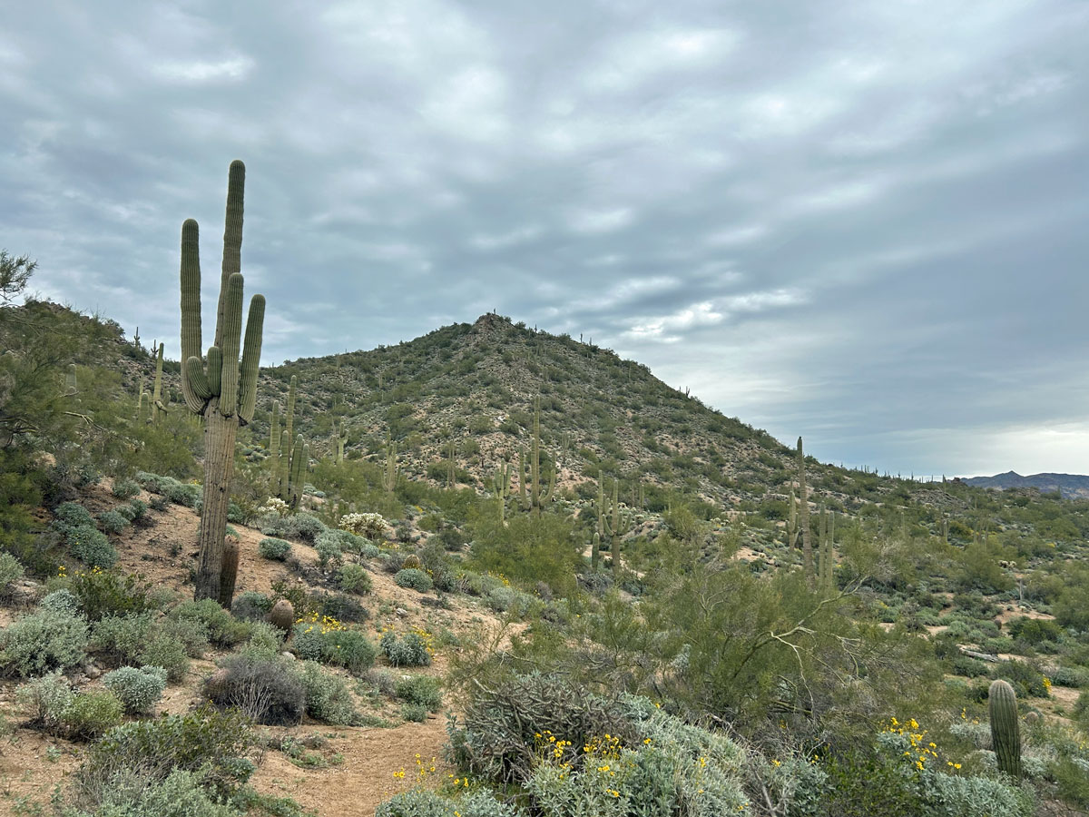 Lone Mountain (EJ Peak)