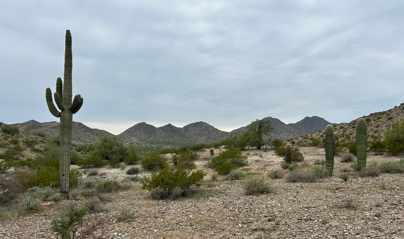 Desert scenery in San Tan Regional Park