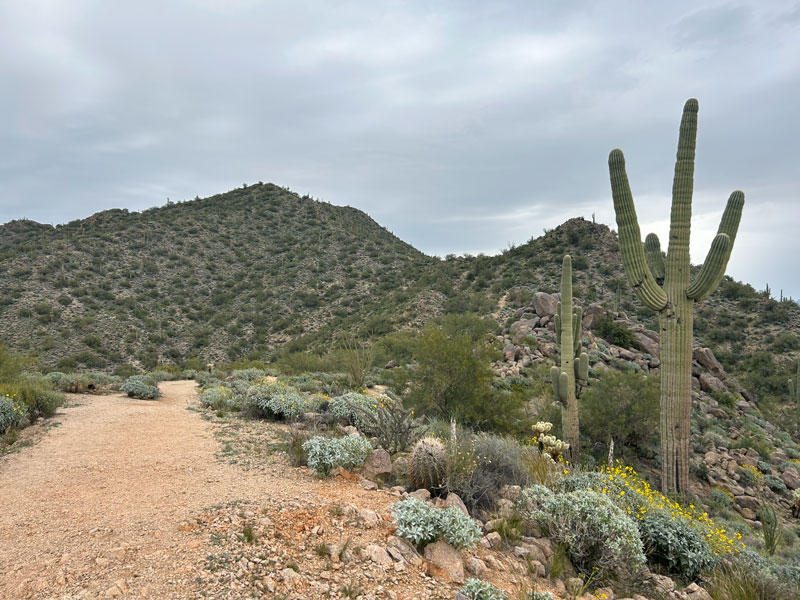 The trail along the ridgeline to EJ Peak (Lone Mountain)