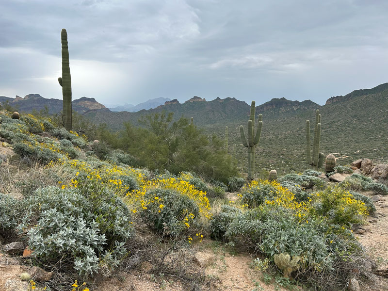 View from the EJ Peak (Lone Mountain) saddle