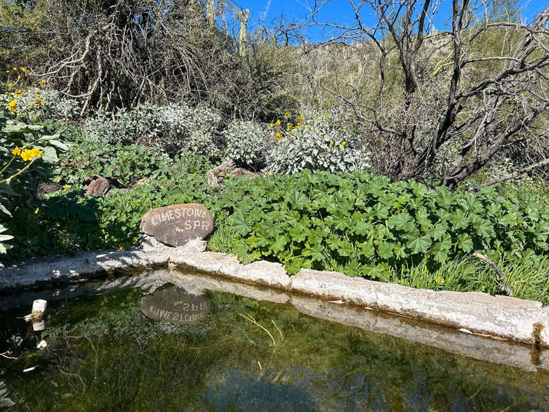 Limestone Spring at Spur Cross Conservation Area