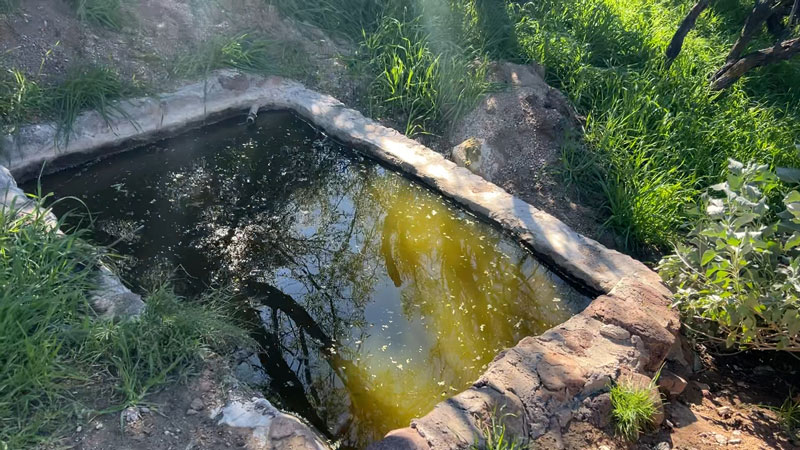 Page Spring at Spur Cross Conservation Area