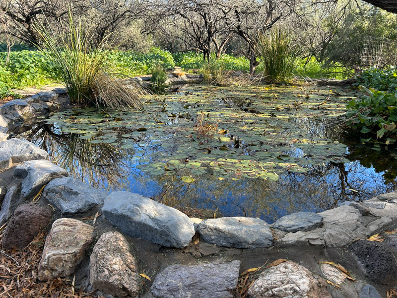 Pond at Spur Cross Conservation Area