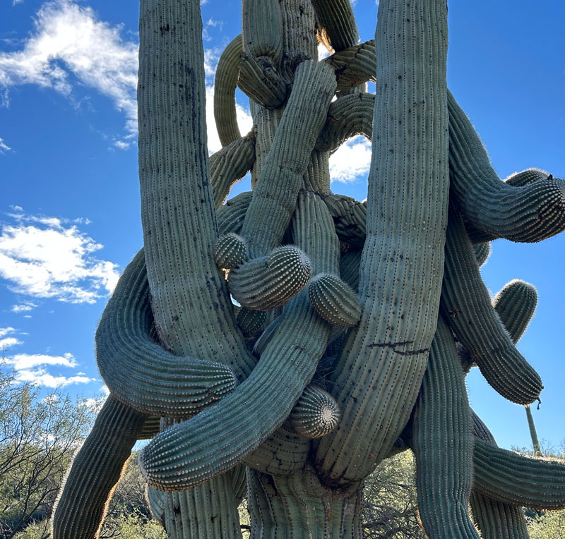 Magnificent saguaro cactus with loads of arms on the Metate Trail in Spur Cross Conservation Area