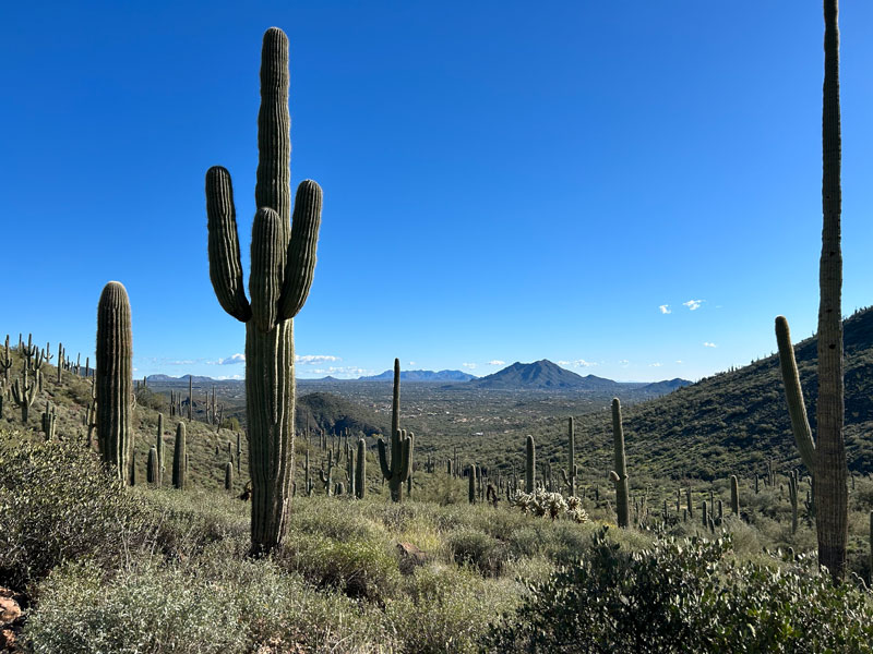 Saguaro cactuses on Elephant Mountain Trail