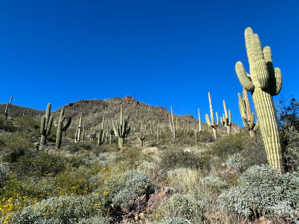 Saguaro cactuses on the Spur Cross Loop