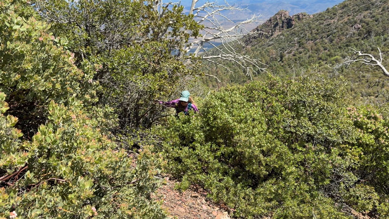 Hiking through manzanita to Mazatzal Peak