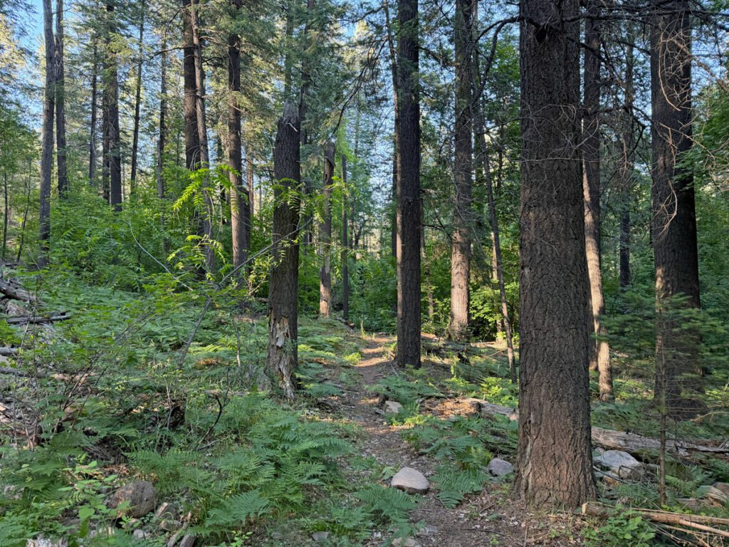 The forest along West Webber Trail in Payson Arizona