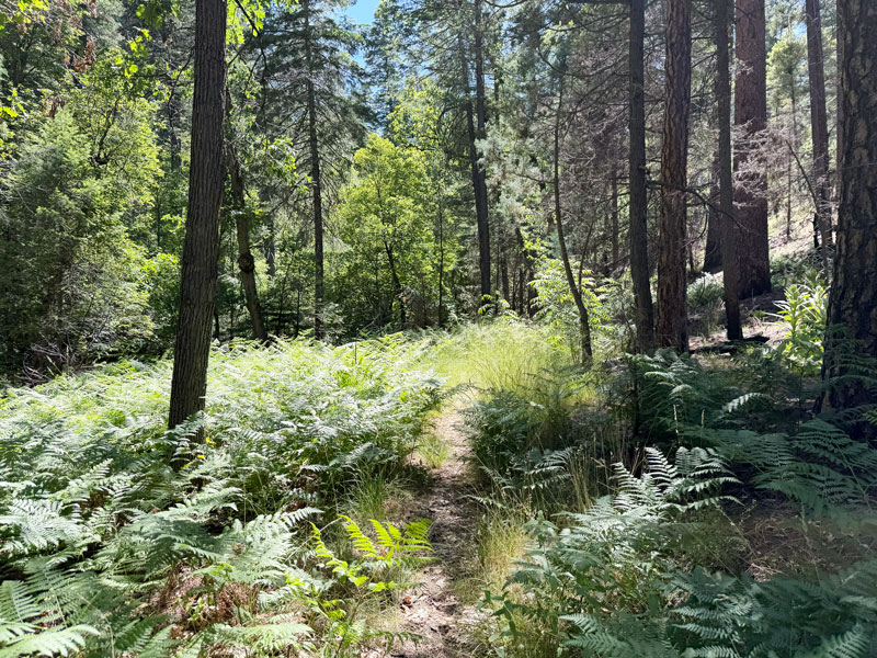 Forest along West Webber Trail