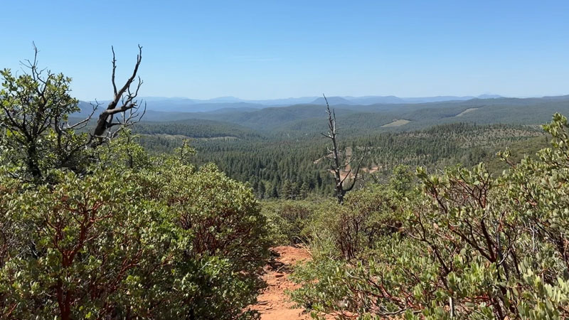 Manzanita bushes along Babe Haught Trail