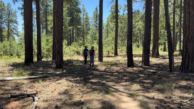 Walking through a ponderosa pine forest on Babe Haught Trail