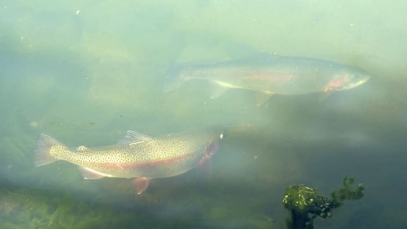 Rainbow trout in the show pond at Tonto Creek Hatchery
