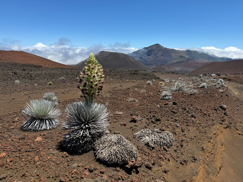 Silversword plant in Haleakalā Crater